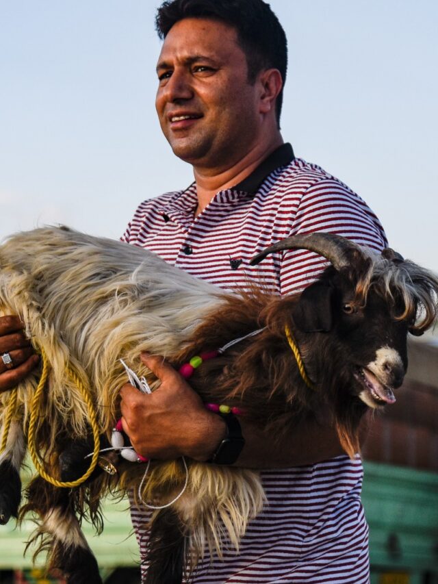 qurbani-india-goat-rueters-eid