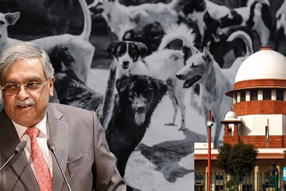Stray Dogs Made Me Famous Worldwide,” Jokes Justice Nath Ahead of His CJI Tenure