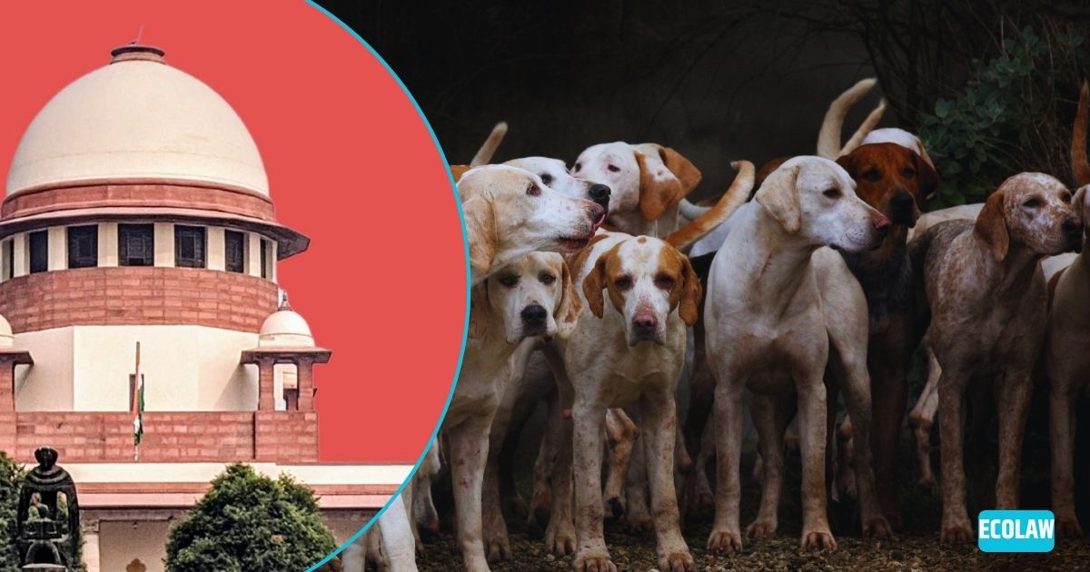 Supreme Court Allows Release of Sterilised Stray Dogs: August 11 Order Stayed
