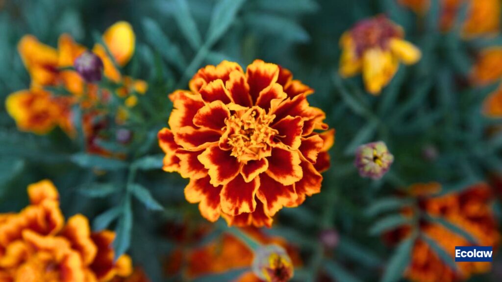 Marigold (Tagetes erecta)