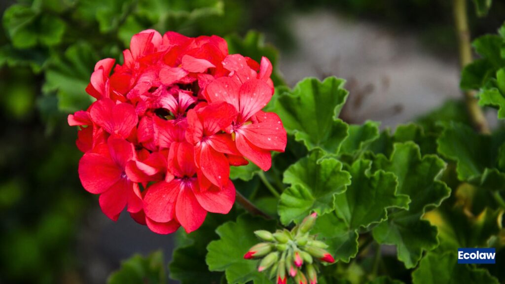 Geranium 