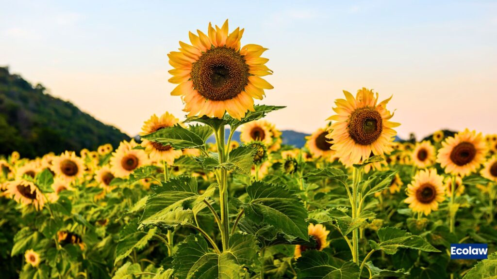 Sunflower 