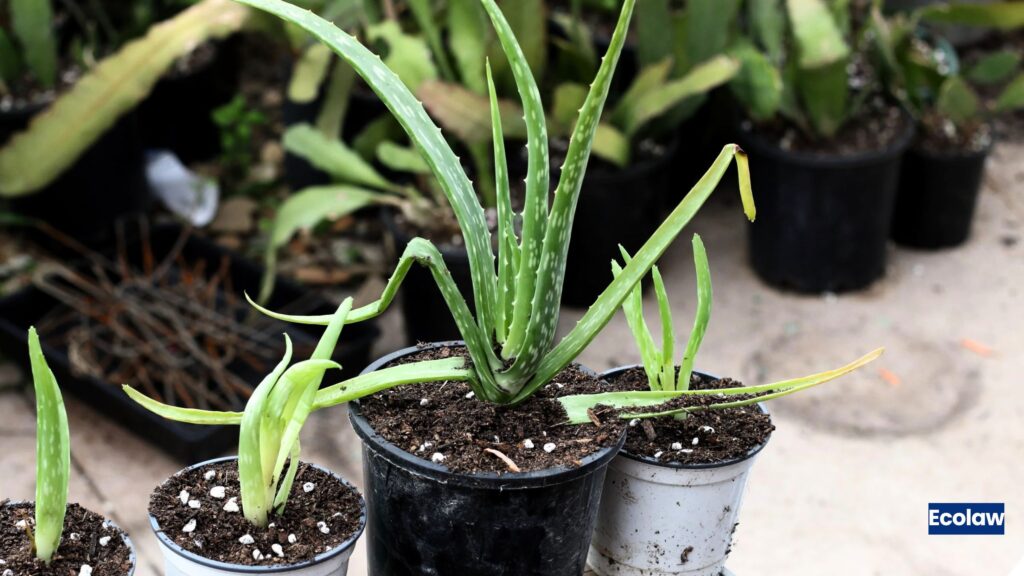 Aloe Vera