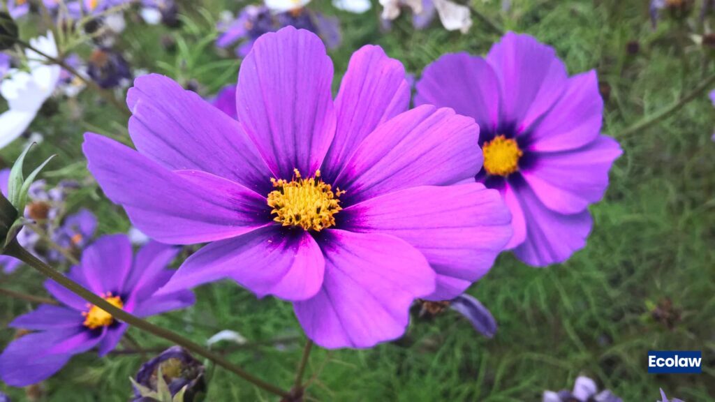 Cosmos (Cosmos bipinnatus)