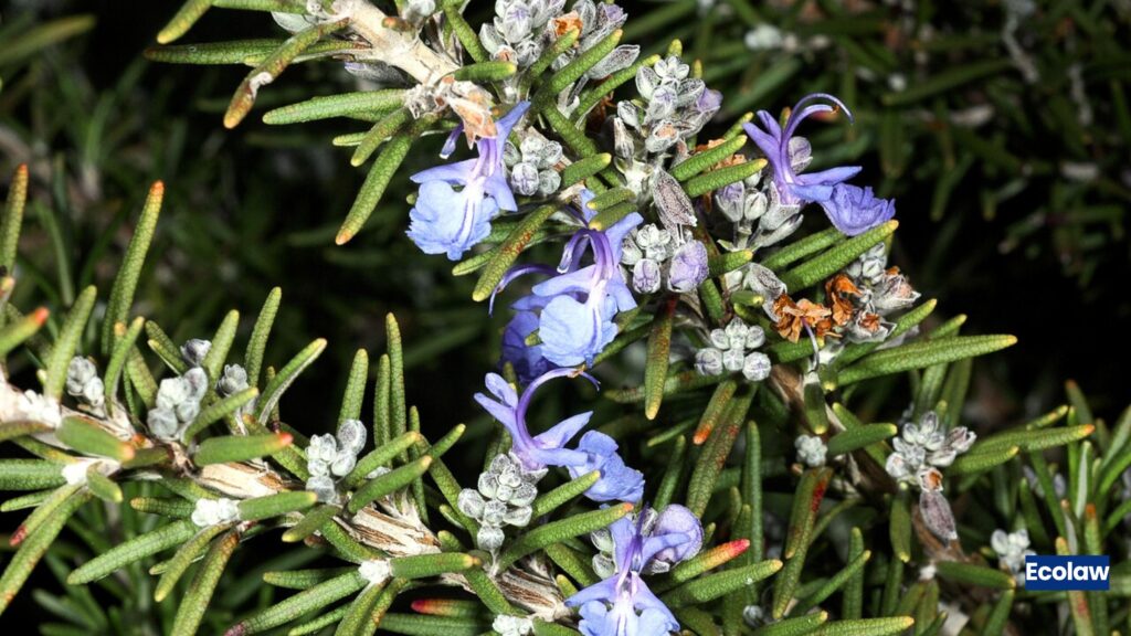 Rosemary (Salvia rosmarinus)