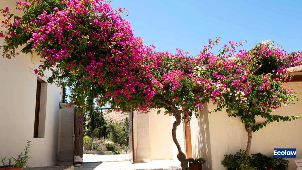 Bougainvillea 