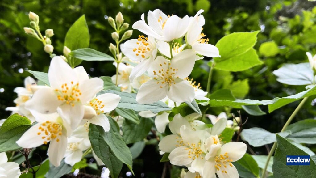 Jasmine 