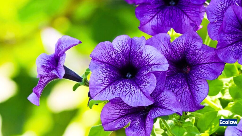Petunia 