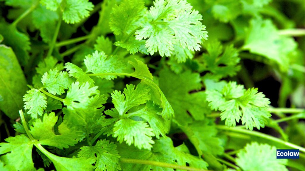 Coriander 