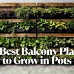 20 Best Balcony Plants to Grow in Pots