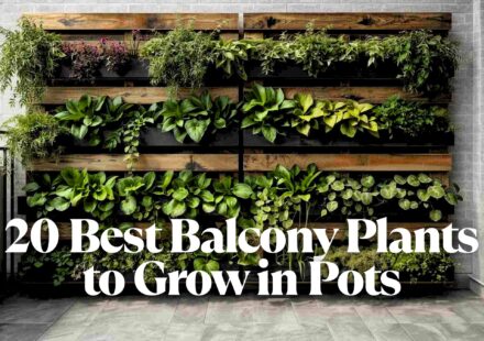 20 Best Balcony Plants to Grow in Pots