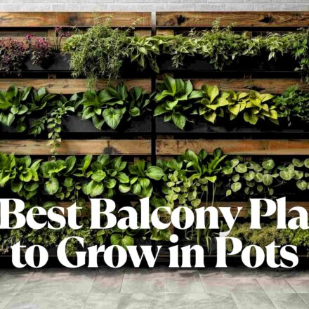 20 Best Balcony Plants to Grow in Pots