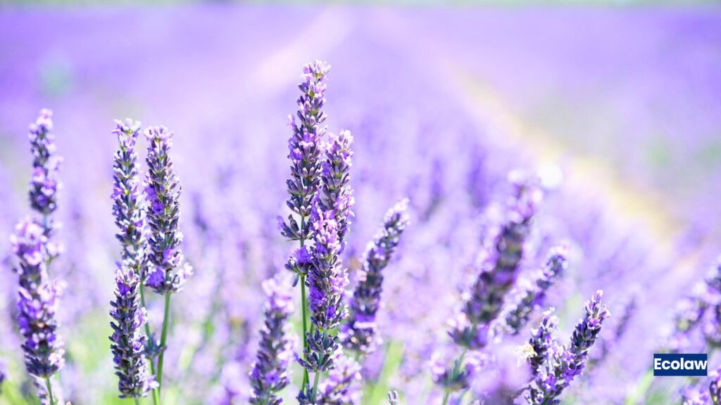 Lavender (Lavandula angustifolia)