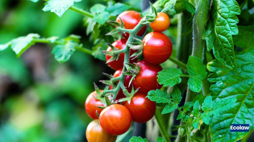 Tomato — Cherry Variety