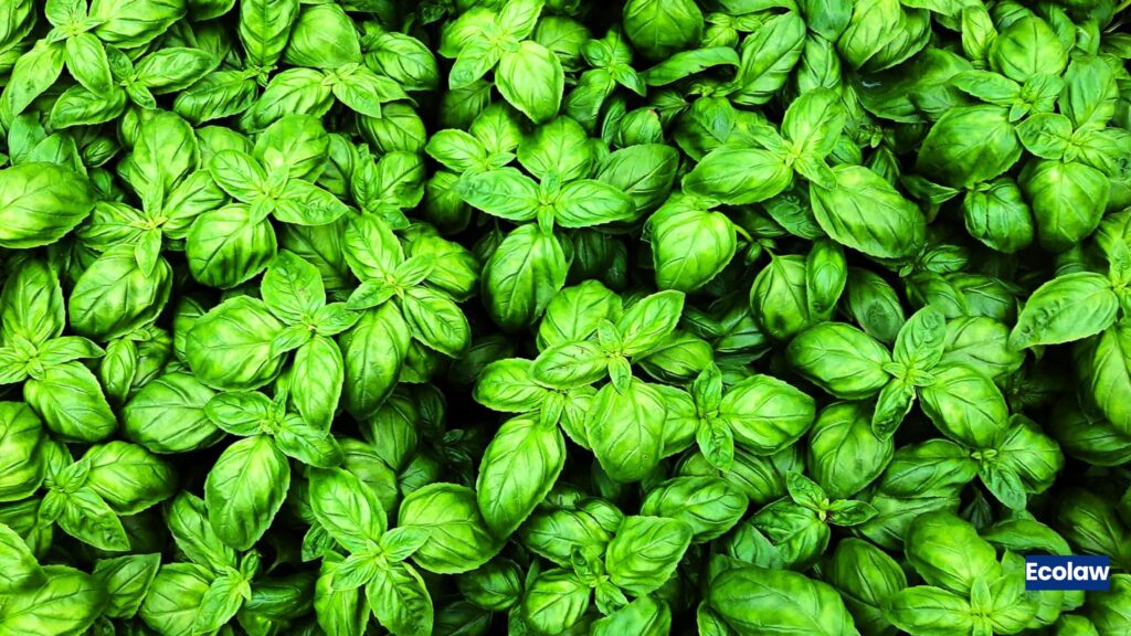 Basil 