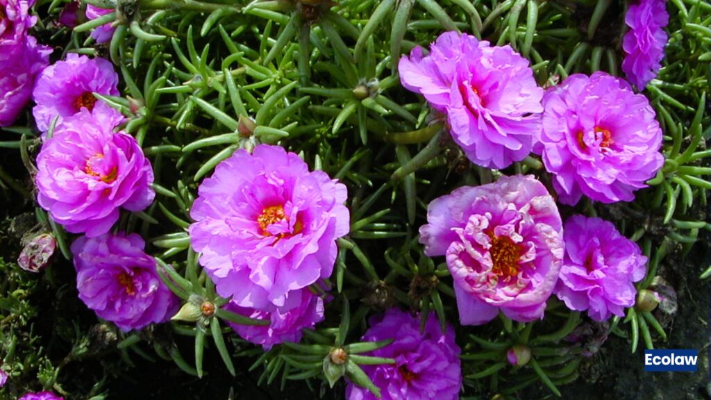 Portulaca 