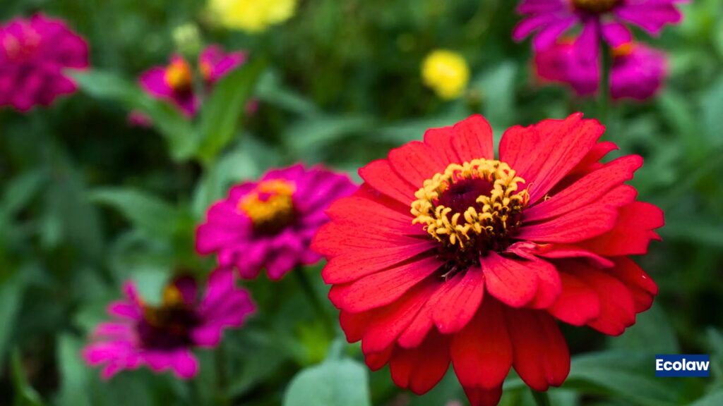 Zinnia 
