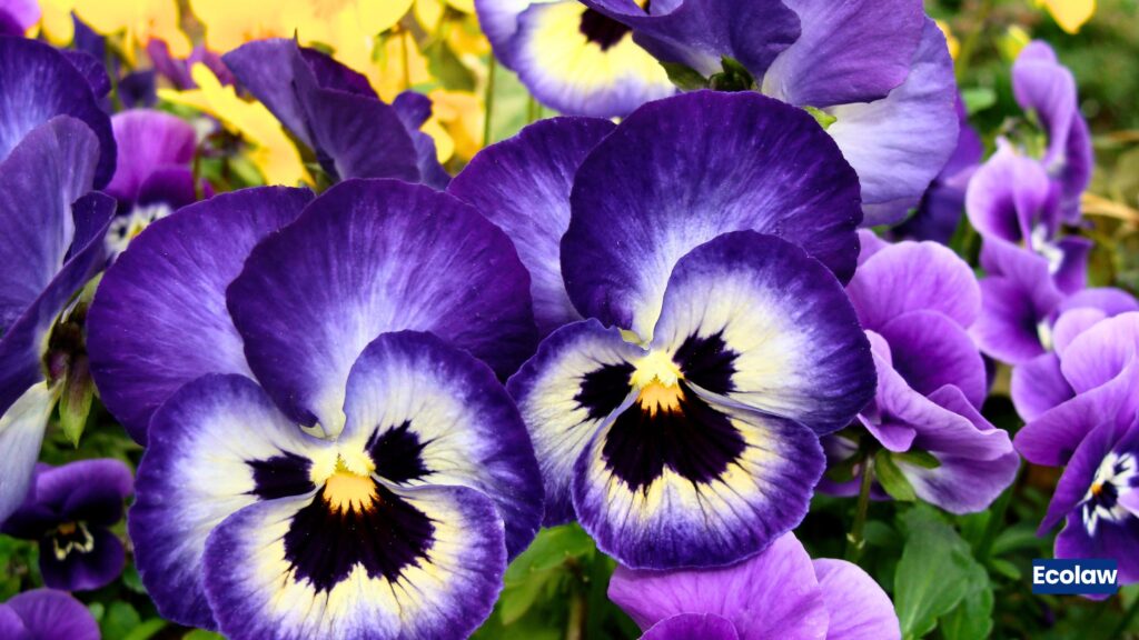Pansy 