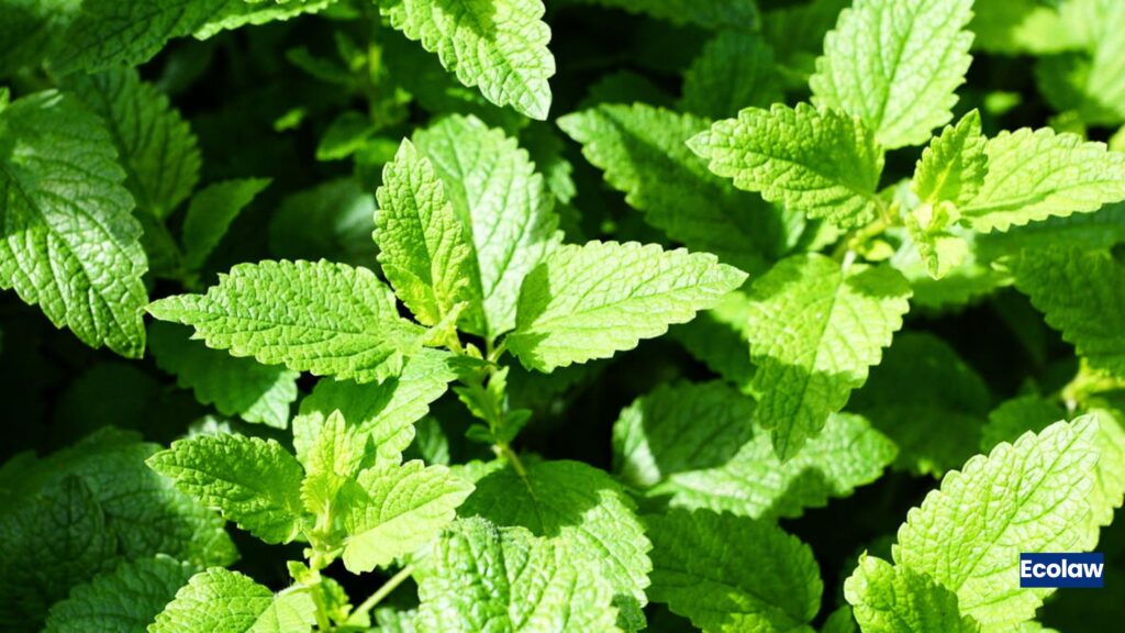 Mint 
